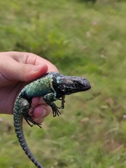 Sceloporus torquatus