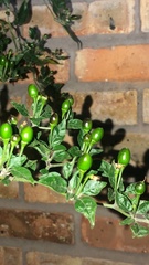 Capsicum annuum glabriusculum