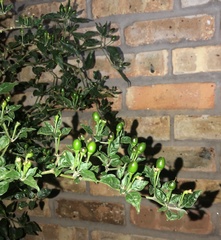 Capsicum annuum glabriusculum