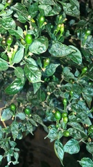 Capsicum annuum glabriusculum