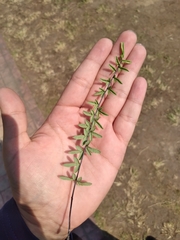 Pellaea ternifolia