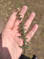 Pellaea ternifolia