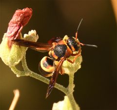 Euodynerus annulatus
