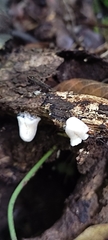 Panellus pusillus