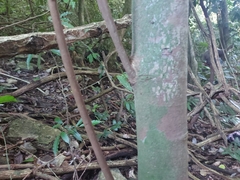 Brosimum alicastrum