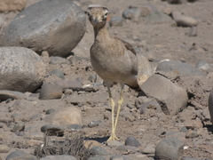 Burhinus superciliaris