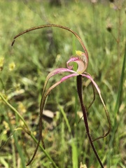 Caladenia versicolor