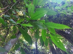 Brosimum alicastrum