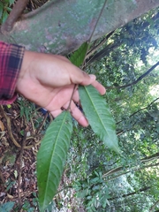 Brosimum alicastrum