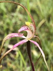 Caladenia versicolor
