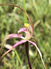 Caladenia versicolor