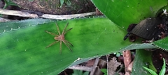 Cupiennius salei