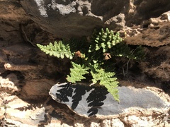 Polypodiopsida