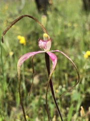 Caladenia versicolor