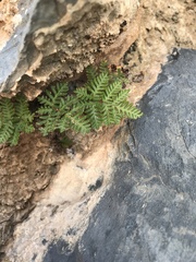 Polypodiopsida