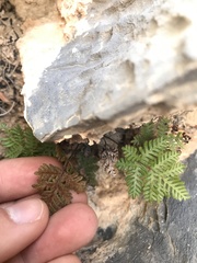 Polypodiopsida