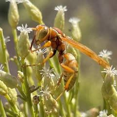 Polistes dorsalis californicus