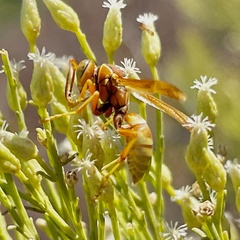 Polistes dorsalis californicus