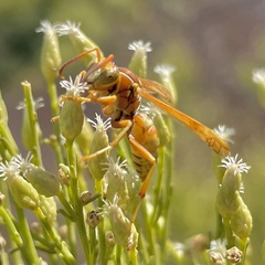 Polistes dorsalis californicus