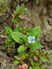 Limnophila fragrans