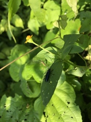 Ischnocnemis caerulescens