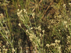 Baccharis sergiloides