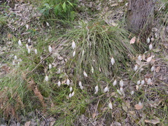 Johnsonia lupulina
