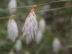 Johnsonia lupulina