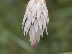 Johnsonia lupulina