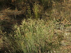 Baccharis sergiloides