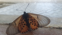 Acraea horta