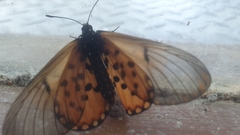 Acraea horta