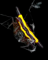 Gasteracantha fornicata