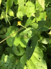 Ischnocnemis caerulescens