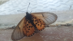Acraea horta