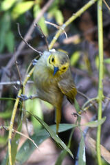 Ptilotula flavescens