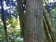 Calophyllum brasiliense
