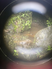 Limnonectes kuhlii