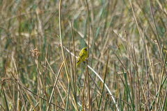 Crithagra hyposticta