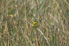 Crithagra hyposticta