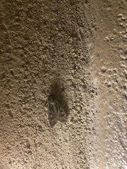 Loxostege cereralis