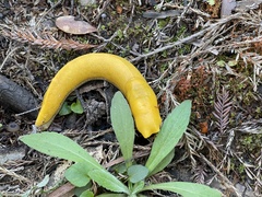 Ariolimax californicus