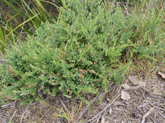 Darwinia citriodora