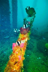 Pseudogoniistius nigripes