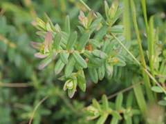 Darwinia citriodora