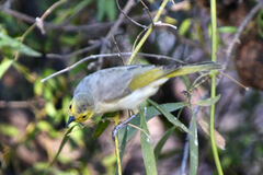 Ptilotula flavescens