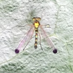 Amblypsilopus zonatus