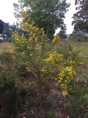 Aspalathus astroites