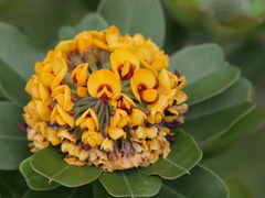 Gastrolobium bilobum