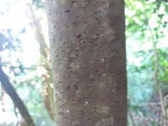 Palicourea padifolia